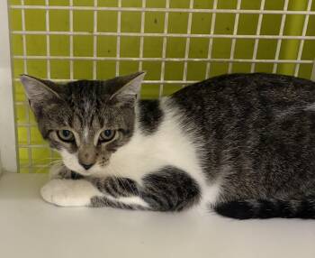 Tudor -  Domestic Short Hair Cat for Adoption in Bridgeport, Connecticut - Tudor | PetCurious