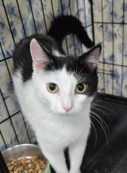 Nivile -  Domestic Short Hair Cat for Adoption in Mokena, Illinois - Nivile | PetCurious