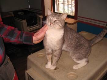 Mr. Gray -  Domestic Short Hair Cat for Adoption - Mr. Gray | PetCurious