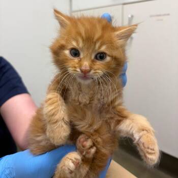 71124 -  Domestic Short Hair Cat Available for Adoption in Harrisonburg, Virginia - 71124 | PetCurious