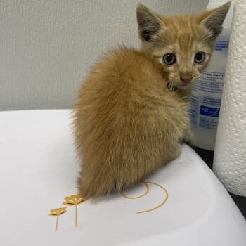 Mike -  Domestic Short Hair Cat for Adoption in Tampa, Florida - Mike | PetCurious