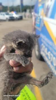 GREY -  American Curl Cat for Adoption in Dallas, Texas - GREY | PetCurious