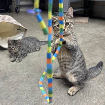 Wendal -  Domestic Short Hair Cat for Adoption in Waynesburg, Pennsylvania - Wendal | PetCurious