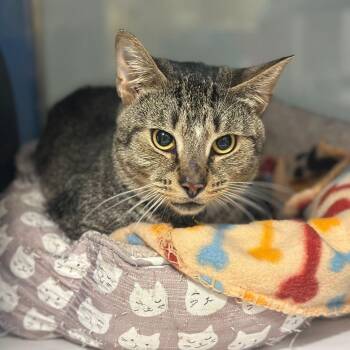 Electron -  Domestic Short Hair Cat for Adoption in Port Washington, New York - Electron | PetCurious