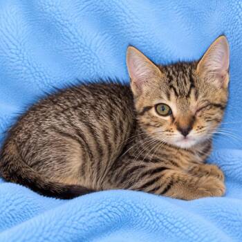 Jacky -  Domestic Short Hair Cat for Adoption in Tucson, Arizona - Jacky | PetCurious