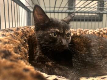 Domestic Short Hair Cats Available for Adoption in Orlando, Florida - Akela | PetCurious