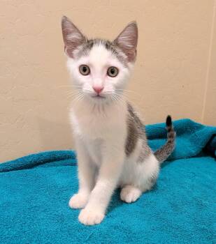 Cilantro -  Domestic Short Hair Cat for Adoption in San Tan Valley, Arizona - Cilantro | PetCurious