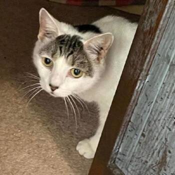 Rescue Domestic Short Hair Cats for Adoption in Huddleston, Virginia - Angel And Pickles  (courtesy Post, Bonded Pair, EM) | PetCurious