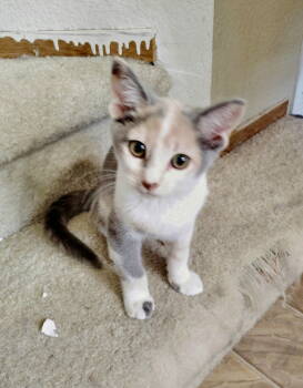 Rescue Domestic Short Hair Cats for Adoption in Walnut Creek, California - Chanterelle | PetCurious