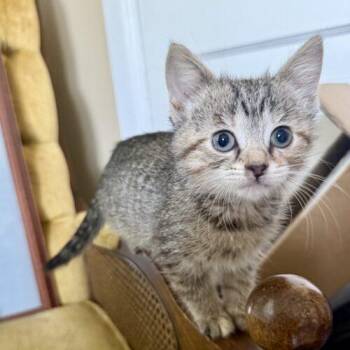 Domestic Short Hair Cats Available for Adoption in Fishers, Indiana - Ghidorah | PetCurious