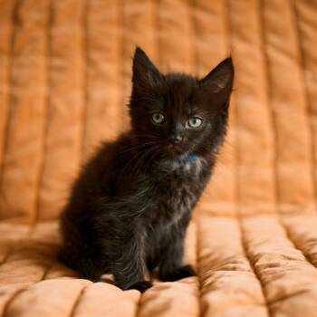 Mako (Sharks) -  Domestic Medium Hair Cat for Adoption in Charlotte, North Carolina - Mako (Sharks) | PetCurious
