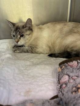 Smudge -  Domestic Short Hair Cat for Adoption in Warren, Pennsylvania - Smudge | PetCurious