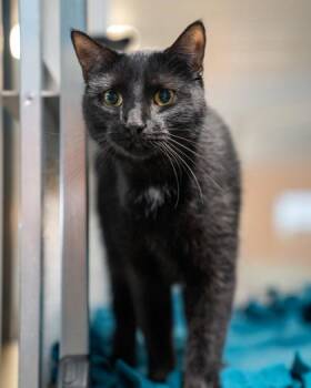 Bonnie -  Domestic Short Hair Cat for Adoption in Pequot Lakes, Minnesota - Bonnie | PetCurious