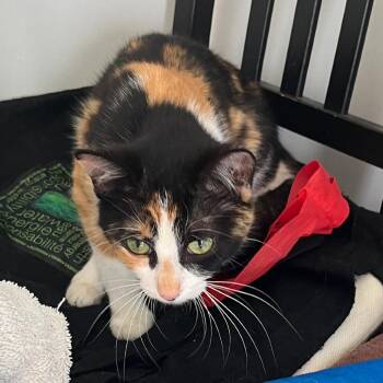Star -  Domestic Short Hair Cat for Adoption in Burlington, Ontario - Star | PetCurious