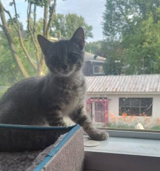 Kasper (FF/FA) -  Domestic Short Hair Cat for Adoption in Sainte-angèle-de-monnoir, Quebec - Kasper (FF/FA) | PetCurious