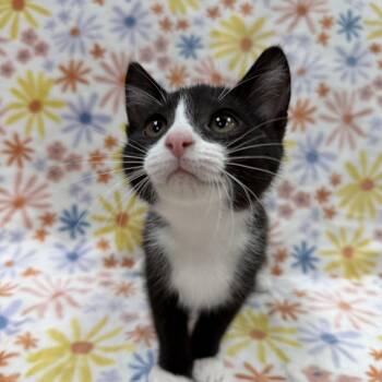 Snowdrop -  Domestic Short Hair Cat for Adoption in Columbus, Ohio - Snowdrop | PetCurious