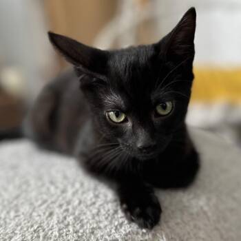 Rescue Domestic Short Hair Cats for Adoption in Los Angeles, California - Bjorn | PetCurious
