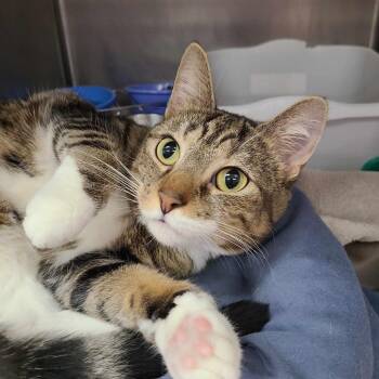 Josie -  Domestic Short Hair Cat for Adoption in Inwood, West Virginia - Josie | PetCurious