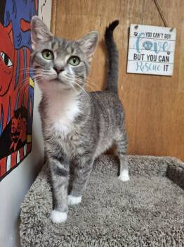 MAGNOLIA -  Tabby Cat for Adoption in Ironwood, Michigan - MAGNOLIA | PetCurious