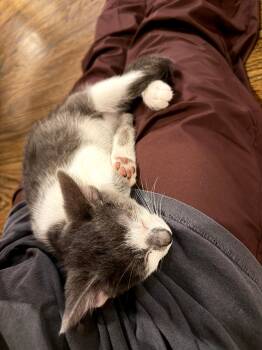 Gracie -  Domestic Medium Hair Cat for Adoption in Milton, Georgia - Gracie | PetCurious