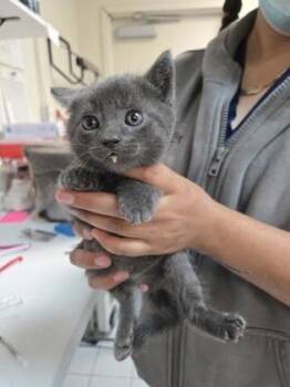 Vaughn -  Domestic Short Hair Cat for Adoption in Roseville, California - Vaughn | PetCurious