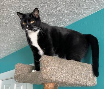 SAM -  American Shorthair Cat for Adoption in Scottsburg, Indiana - SAM | PetCurious