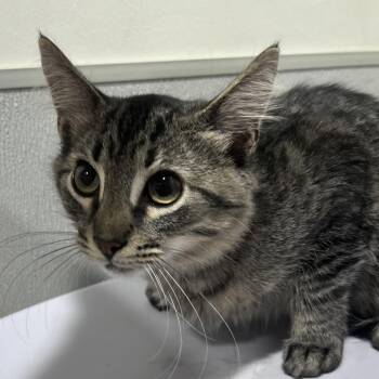 Strawberry -  Domestic Short Hair Cat for Adoption in Tampa, Florida - Strawberry | PetCurious
