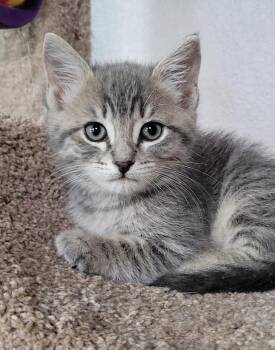 LIghtning McQueen -  Domestic Short Hair Cat for Adoption in Fort Worth, Texas - LIghtning McQueen | PetCurious