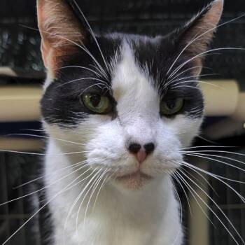 Eskimo -  Domestic Short Hair Cat for Adoption in West Jefferson, Ohio - Eskimo | PetCurious