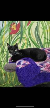 Rescue Domestic Short Hair Cats for Adoption in Towanda, Pennsylvania - Snickers | PetCurious