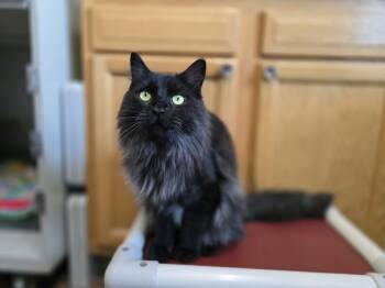 Zenny -  Domestic Long Hair Cat for Adoption in Des Moines, Iowa - Zenny | PetCurious