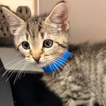 Hunter -  Domestic Short Hair Cat for Adoption in Chattanooga, Tennessee - Hunter | PetCurious