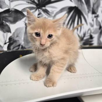 Schnitzel -  Domestic Medium Hair Cat for Adoption in Wahiawa, Hawaii - Schnitzel | PetCurious