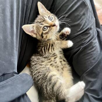 Domestic Short Hair Cats Available for Adoption in Juno Beach, Florida - Jamie-son | PetCurious