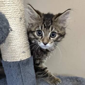 Caterpillar -  Domestic Medium Hair Cat for Adoption in Dekalb, Illinois - Caterpillar | PetCurious