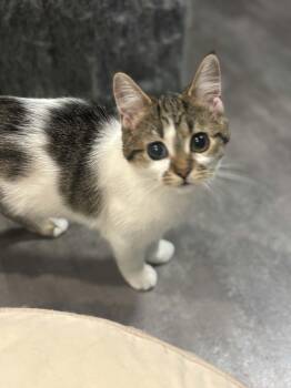 Ethel -  Tabby Cat for Adoption in Hamilton, Ontario - Ethel | PetCurious