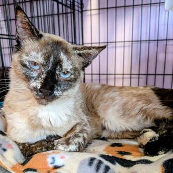Olivette -  Siamese Cat for Adoption in Springfield, Illinois - Olivette | PetCurious