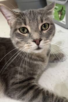 Cloud -  Domestic Short Hair Cat for Adoption in Moline, Illinois - Cloud | PetCurious