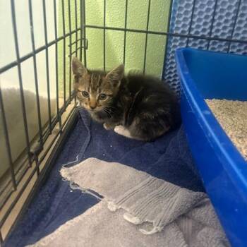 Jules -  Domestic Short Hair Cat for Adoption in St. Helena, California - Jules | PetCurious