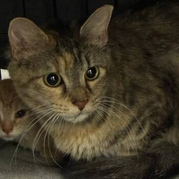 Koi -  Domestic Medium Hair Cat for Adoption in Oak Park, Illinois - Koi | PetCurious
