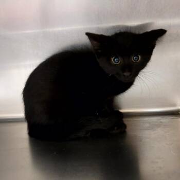 SCFL-Stray-66520_2_3_4 -  Domestic Short Hair Cat for Adoption in Lake Panasoffkee, Florida - SCFL-Stray-66520_2_3_4 | PetCurious