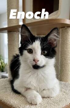 Enoch -  Domestic Medium Hair Cat for Adoption in Chandler, Arizona - Enoch | PetCurious