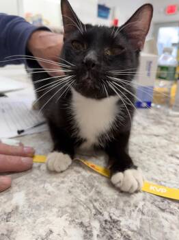 Domestic Short Hair Cats Available for Adoption in Glenfield, New York - Porsche | PetCurious