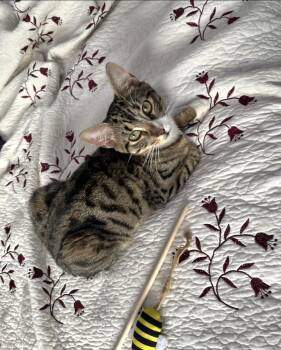 Furret -  Domestic Short Hair Cat for Adoption - Furret | PetCurious