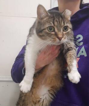 Domestic Short Hair Cats Available for Adoption - Baby Girl | PetCurious