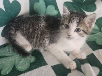 Domestic Medium Hair and Tabby Cats Available for Adoption in Elmwood Park, Wisconsin - Blarney | PetCurious