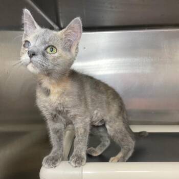 Chiquita -  Domestic Short Hair Cat for Adoption in Roanoke, Virginia - Chiquita | PetCurious