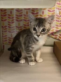Domestic Short Hair Cats Available for Adoption in Woodland, California - A226583 | PetCurious