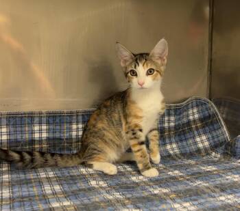 Scroll Saw -  Domestic Short Hair Cat for Adoption in Montville, New Jersey - Scroll Saw | PetCurious