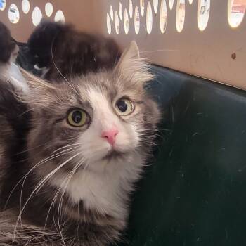 Rescue Domestic Long Hair Cats for Adoption in Troy, Illinois - Specter | PetCurious